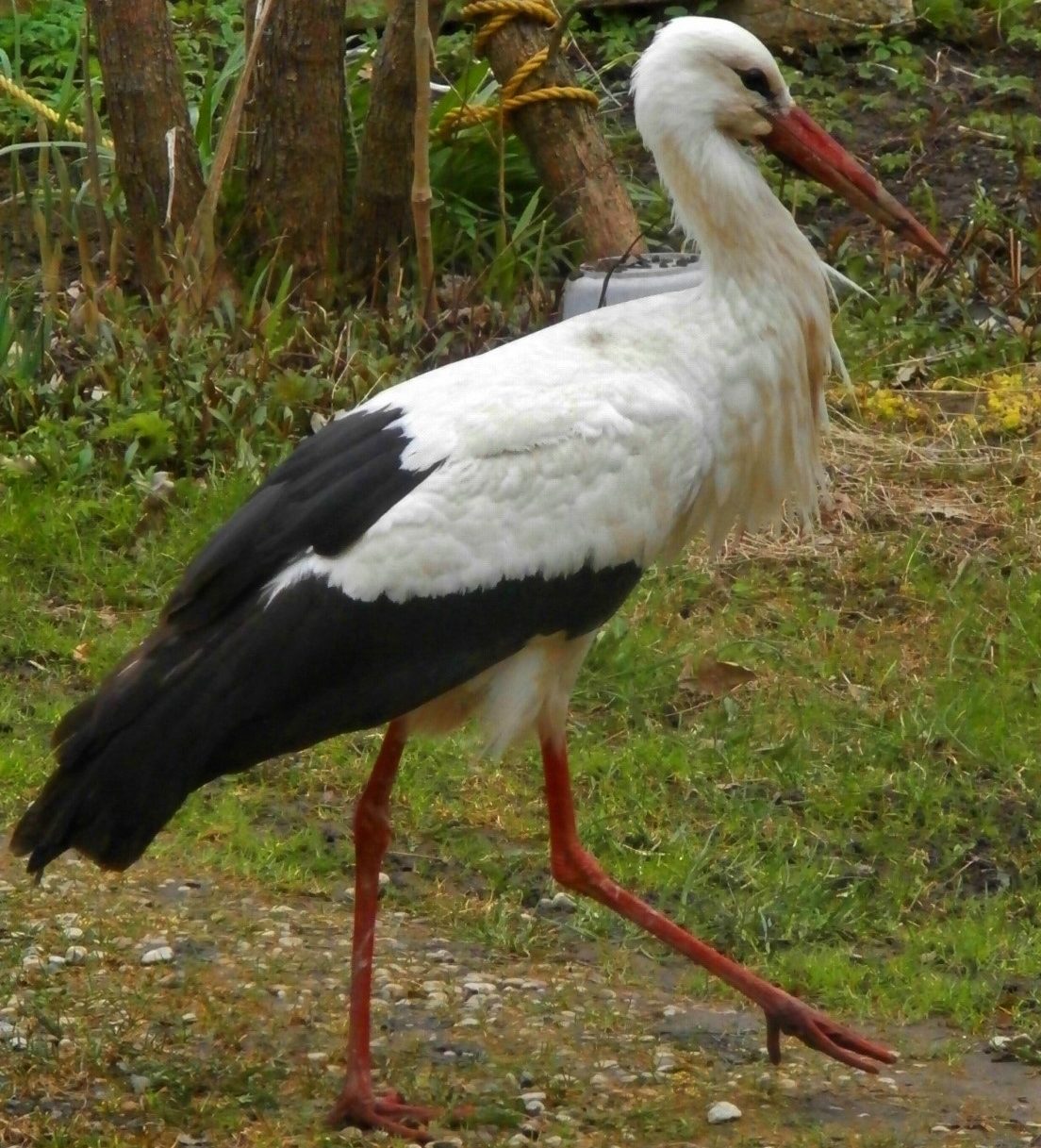 White stork