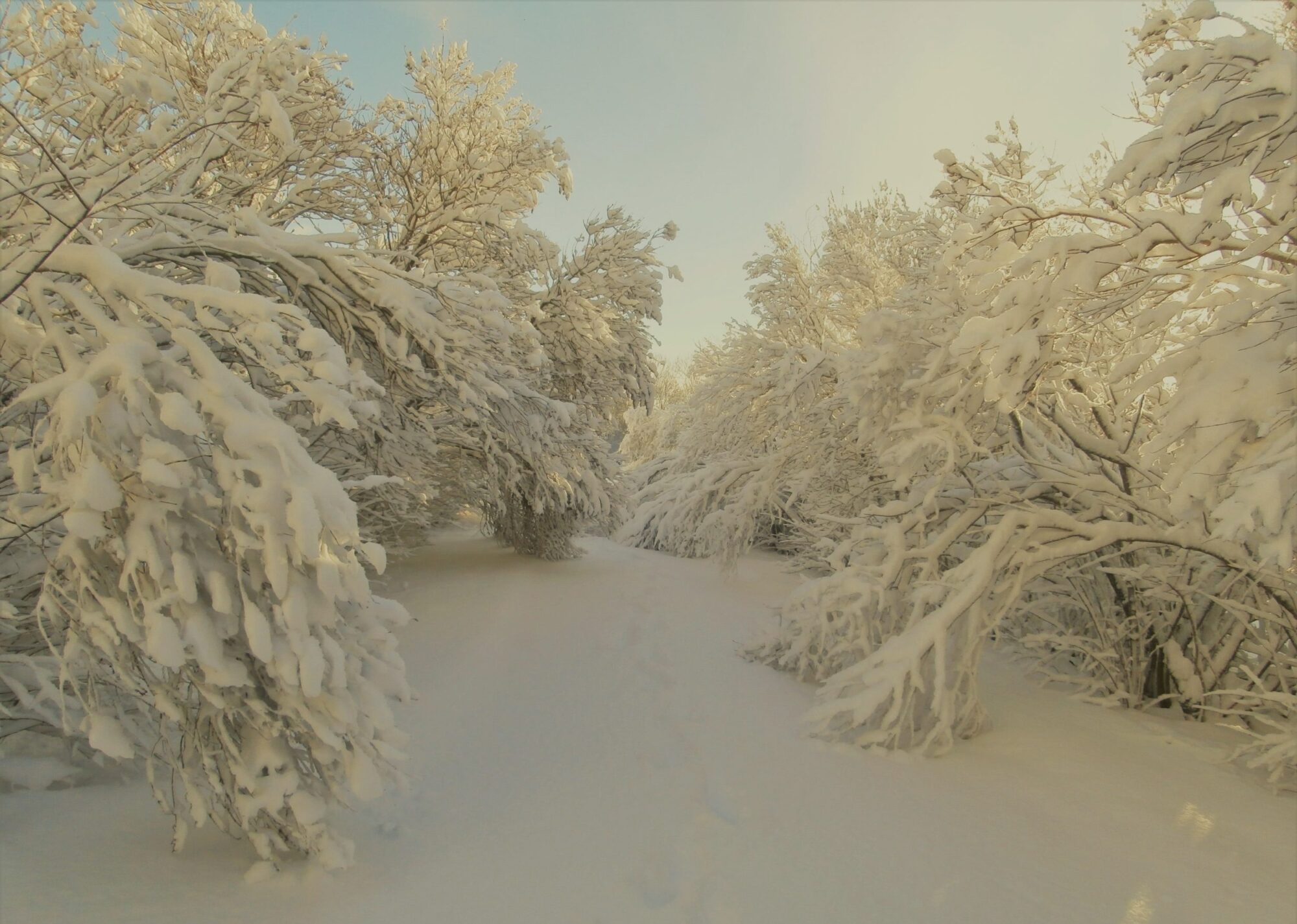 Lots of snow in the park