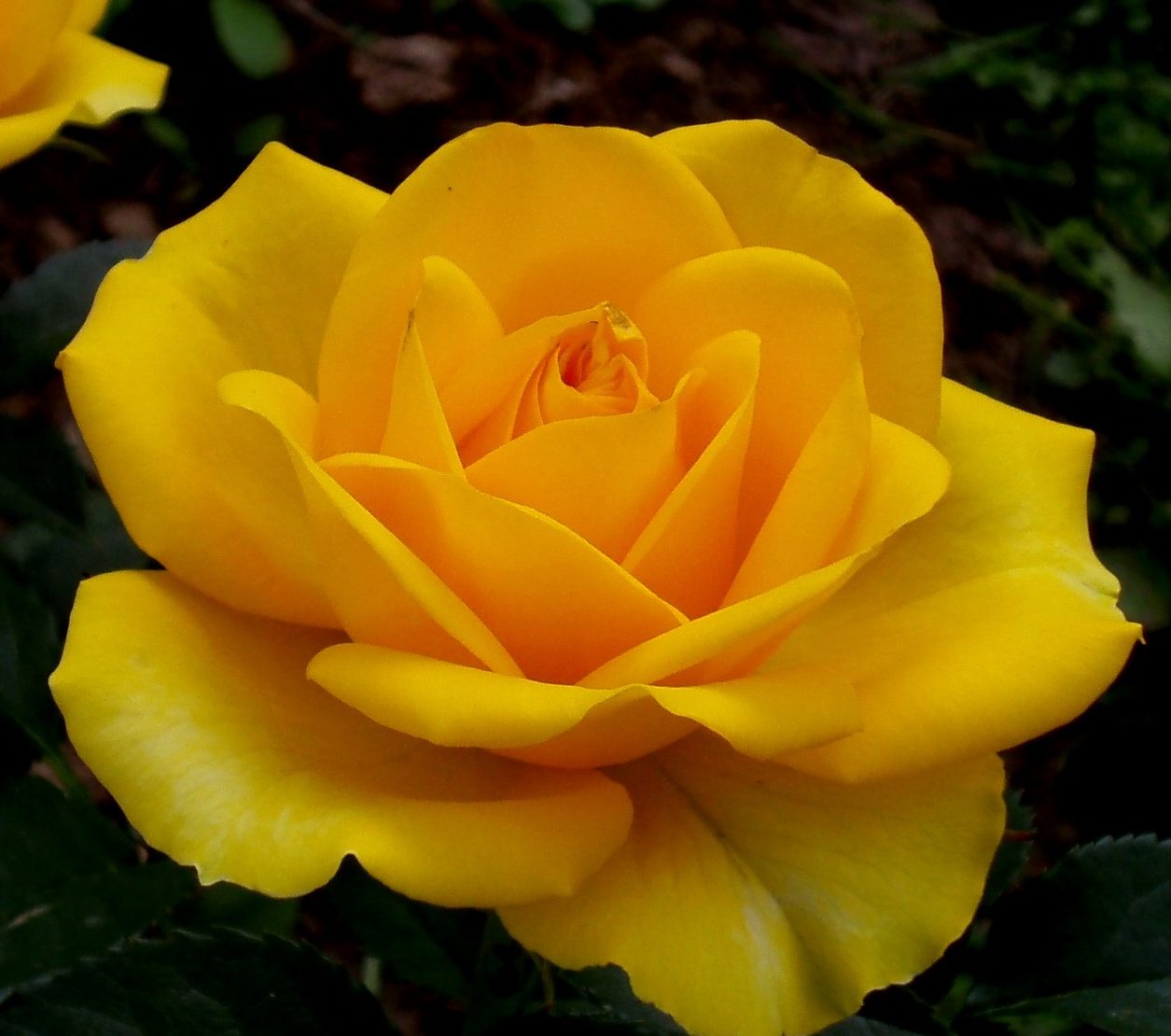 Yellow rose