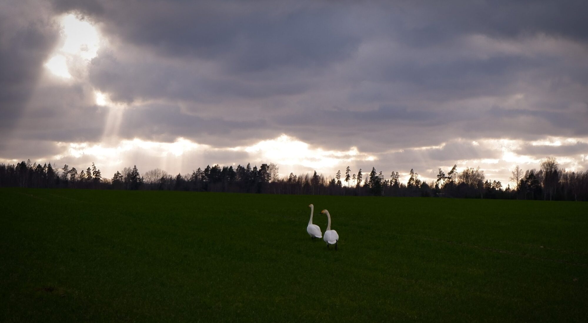 Landscape with swans