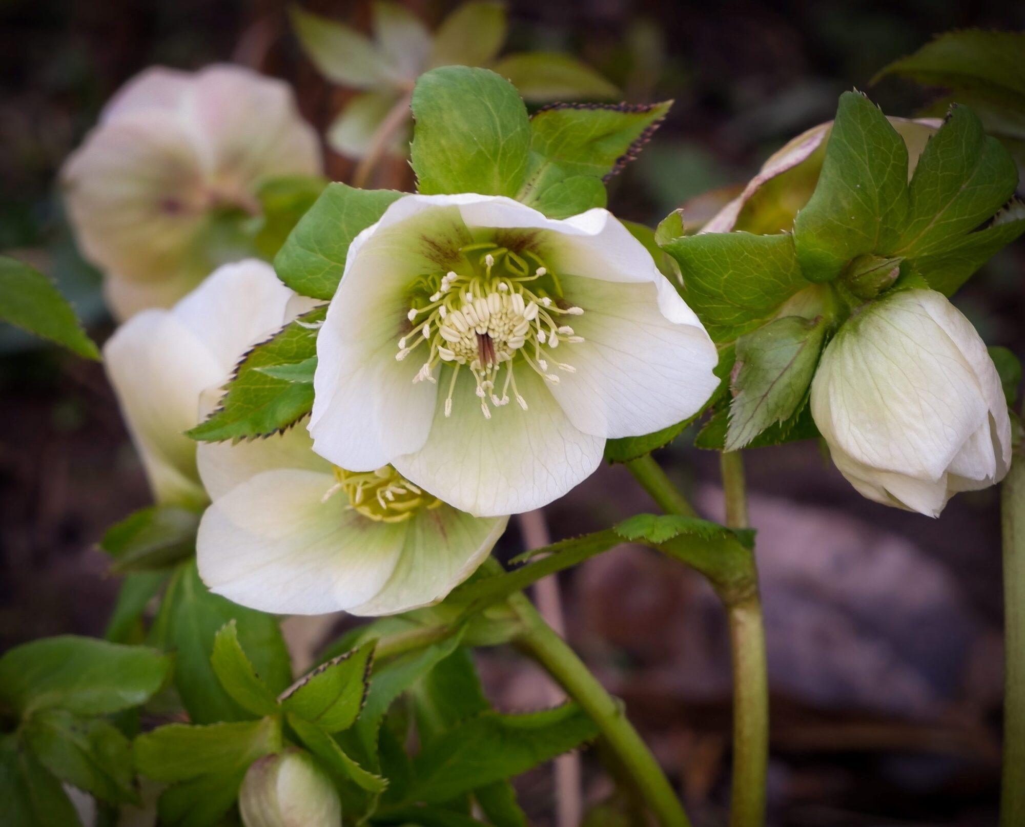 Snow-rose