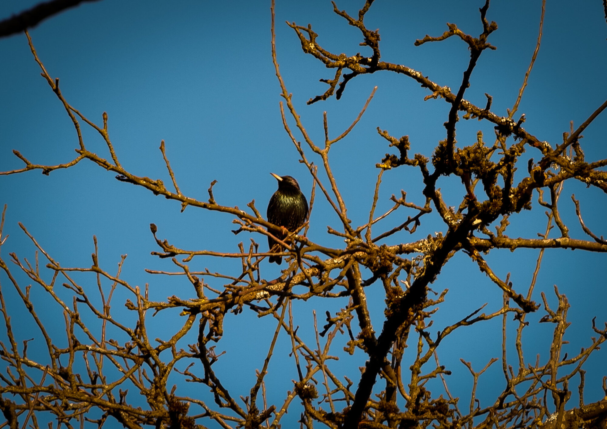 Starlings