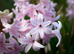 Flowers in nature