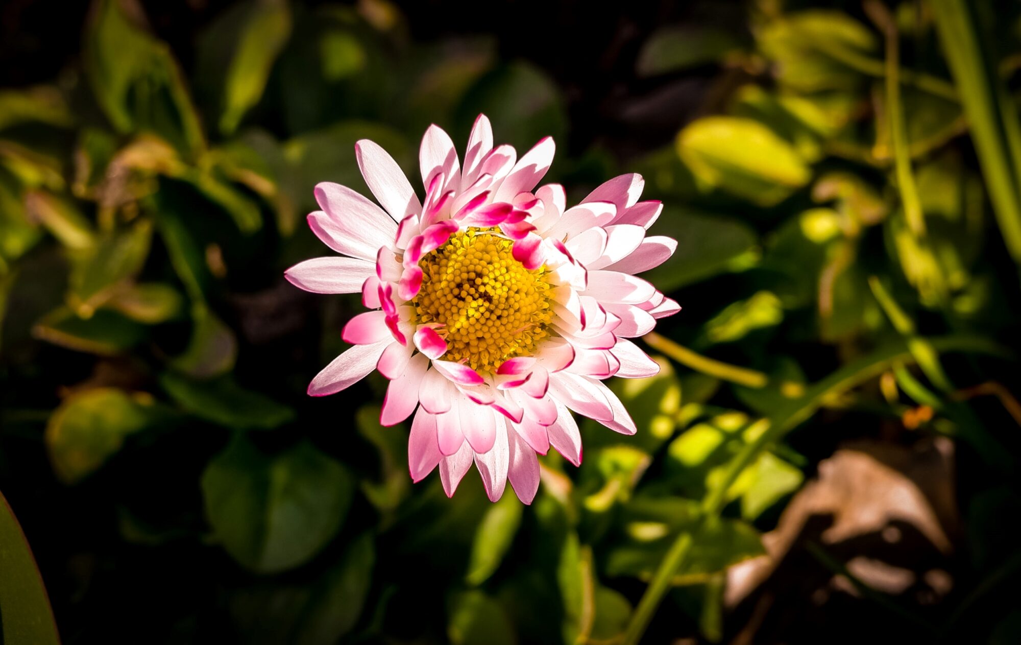 Flowers in nature