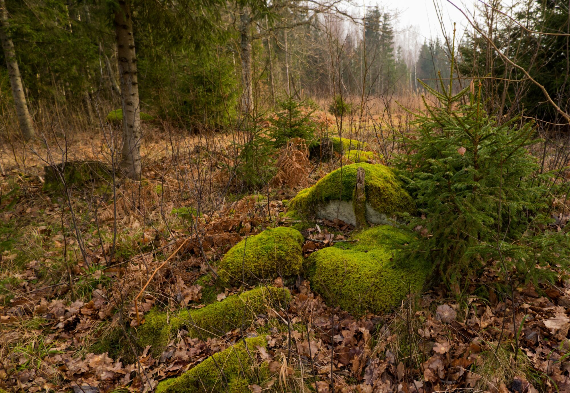 Old moss covered stones in wild forest