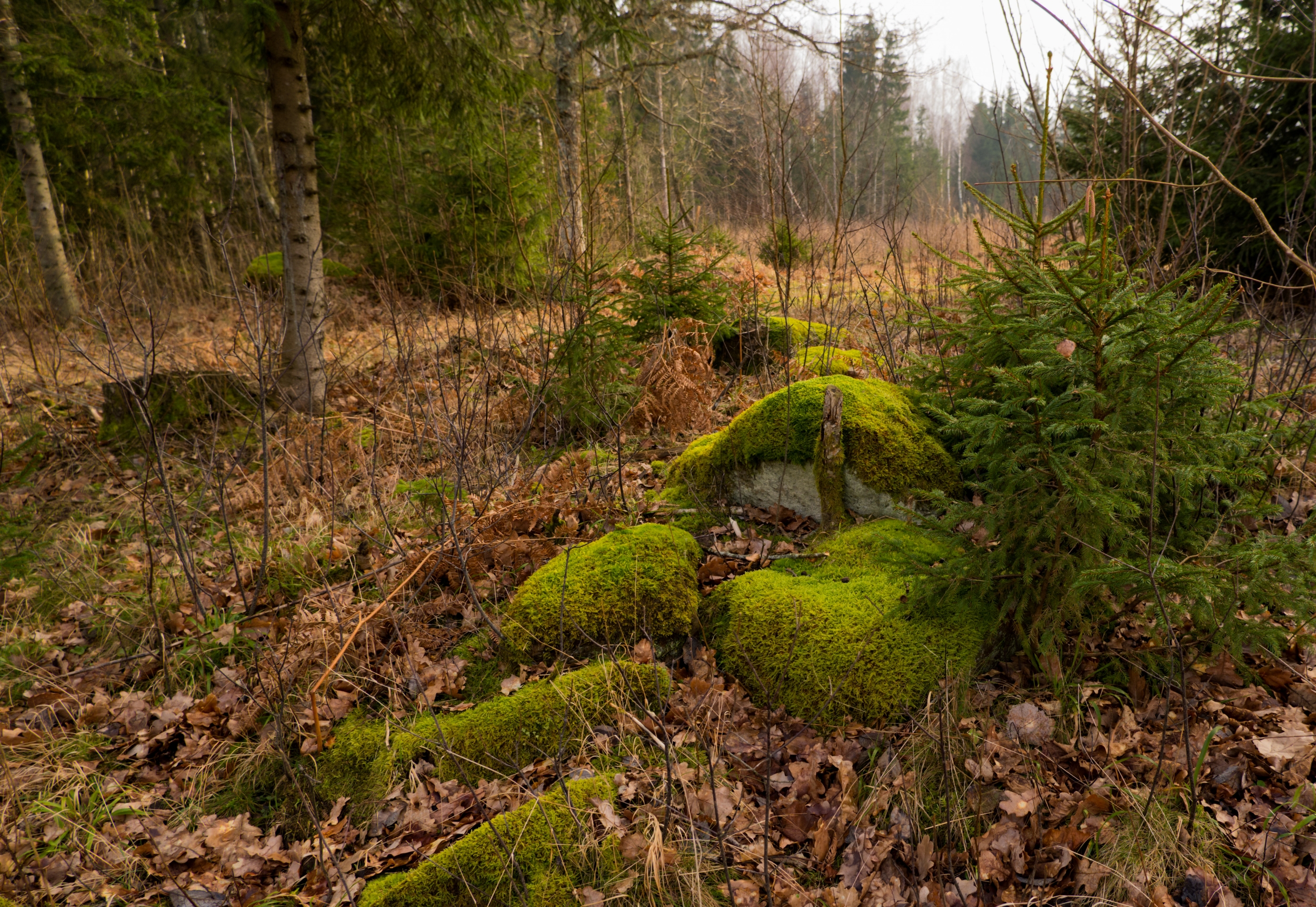 Mossy stones 