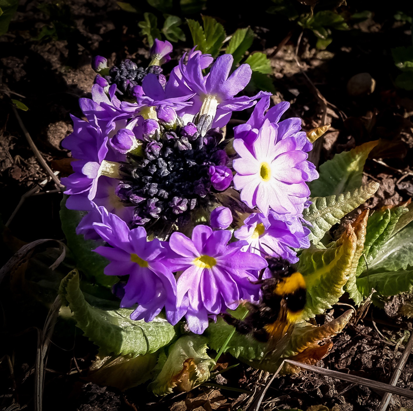 Bumble bee and flower