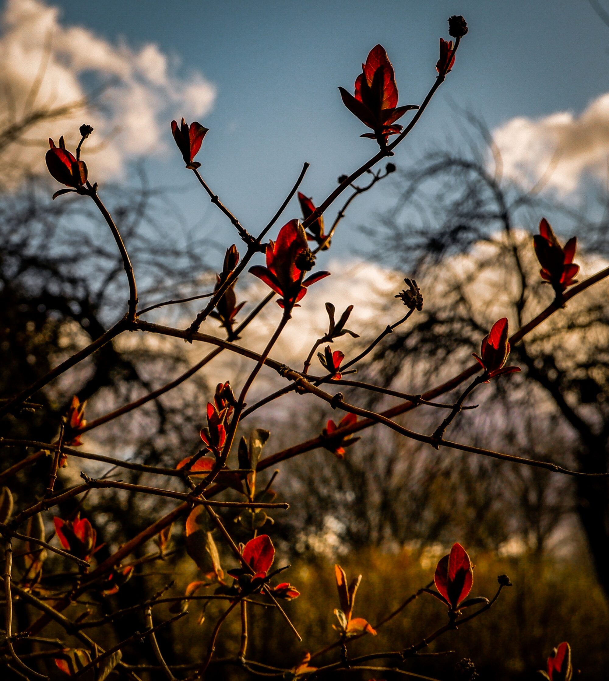 Flowers like a bonfire