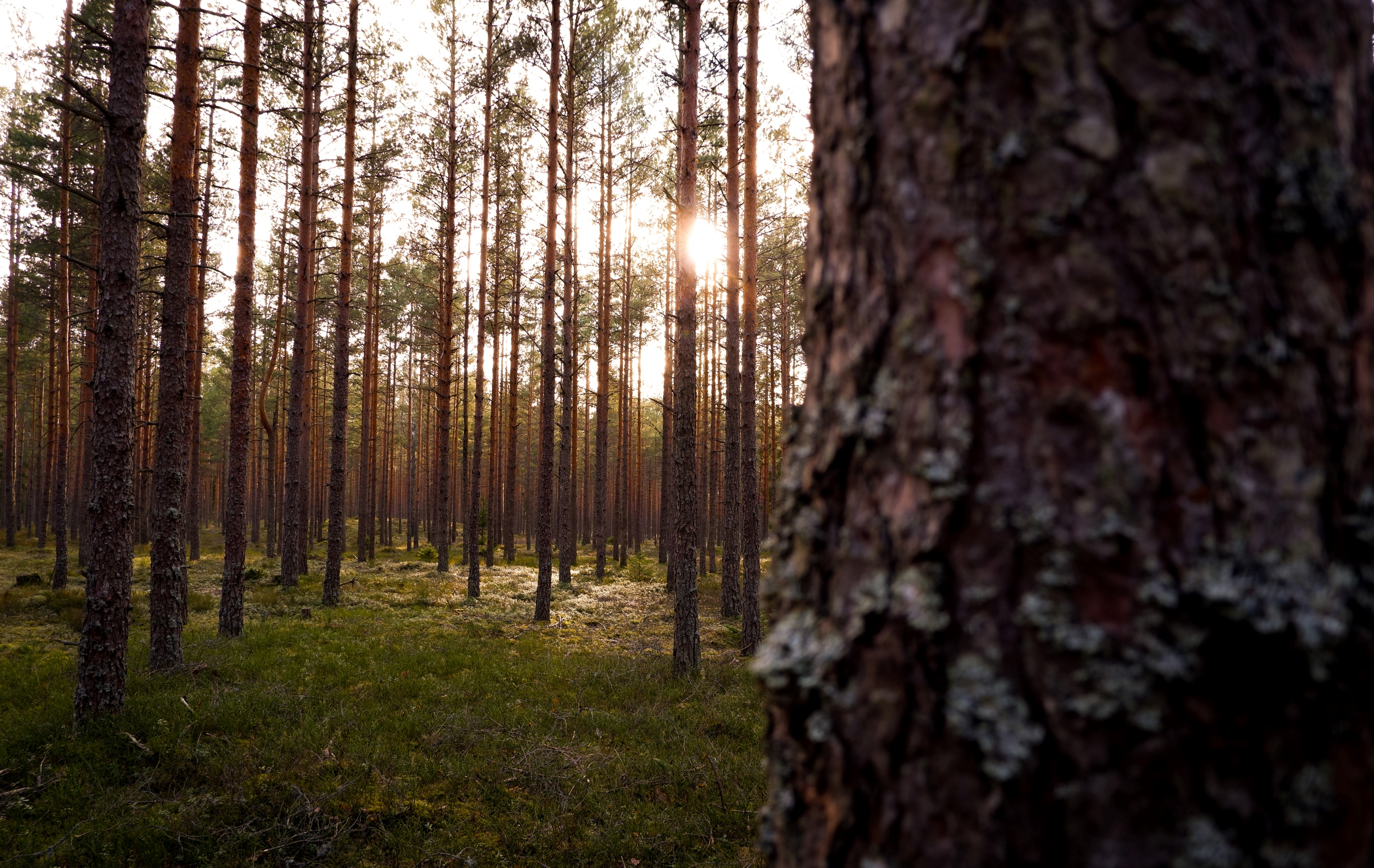 Forest photographs