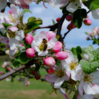 Apple tree blossom