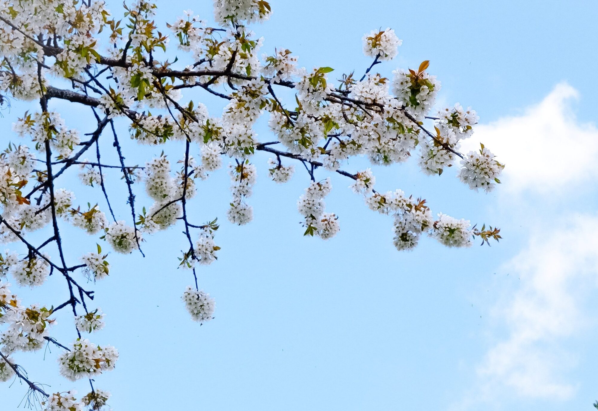 Cherry blossom snow