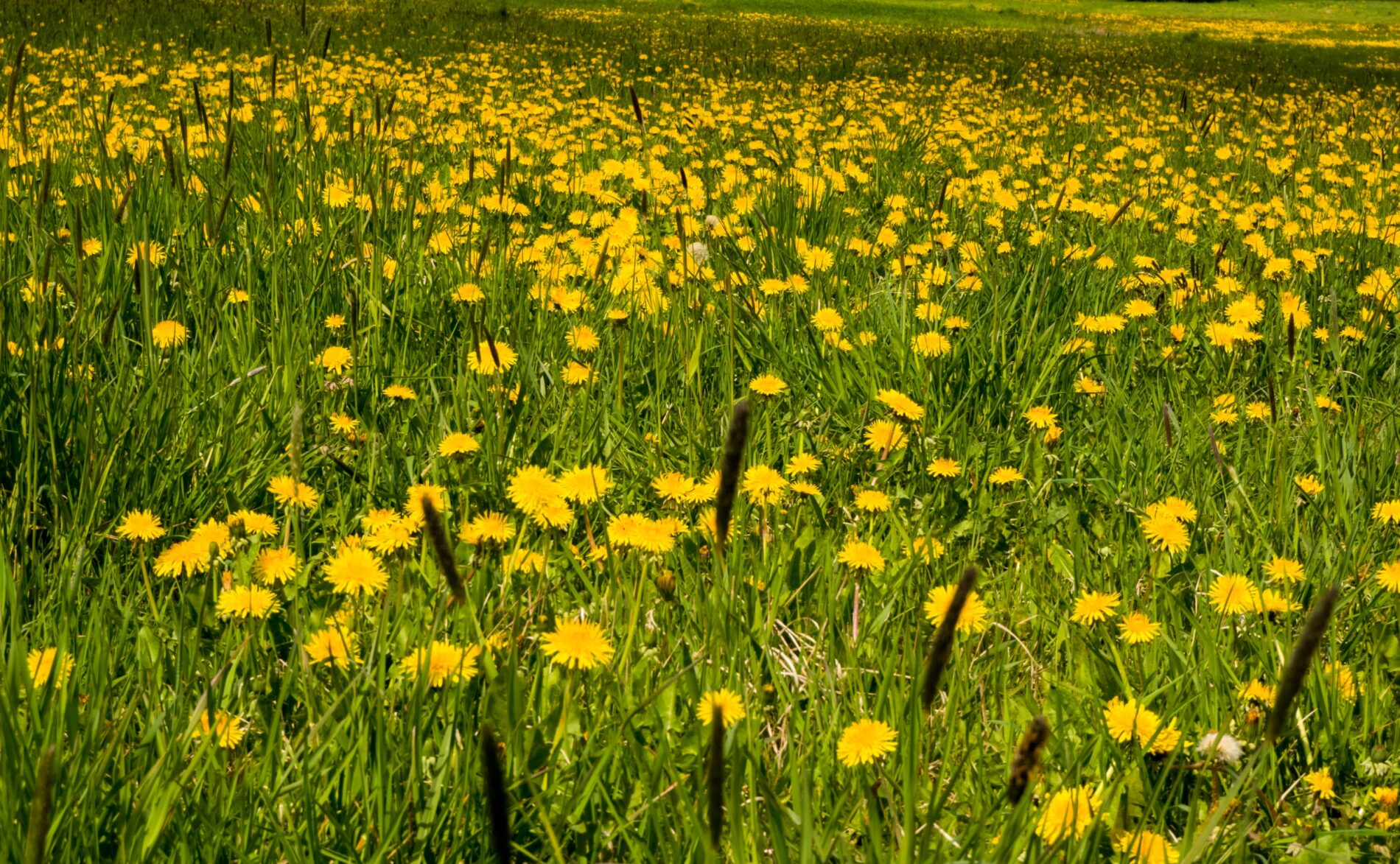 Dandelion meadow