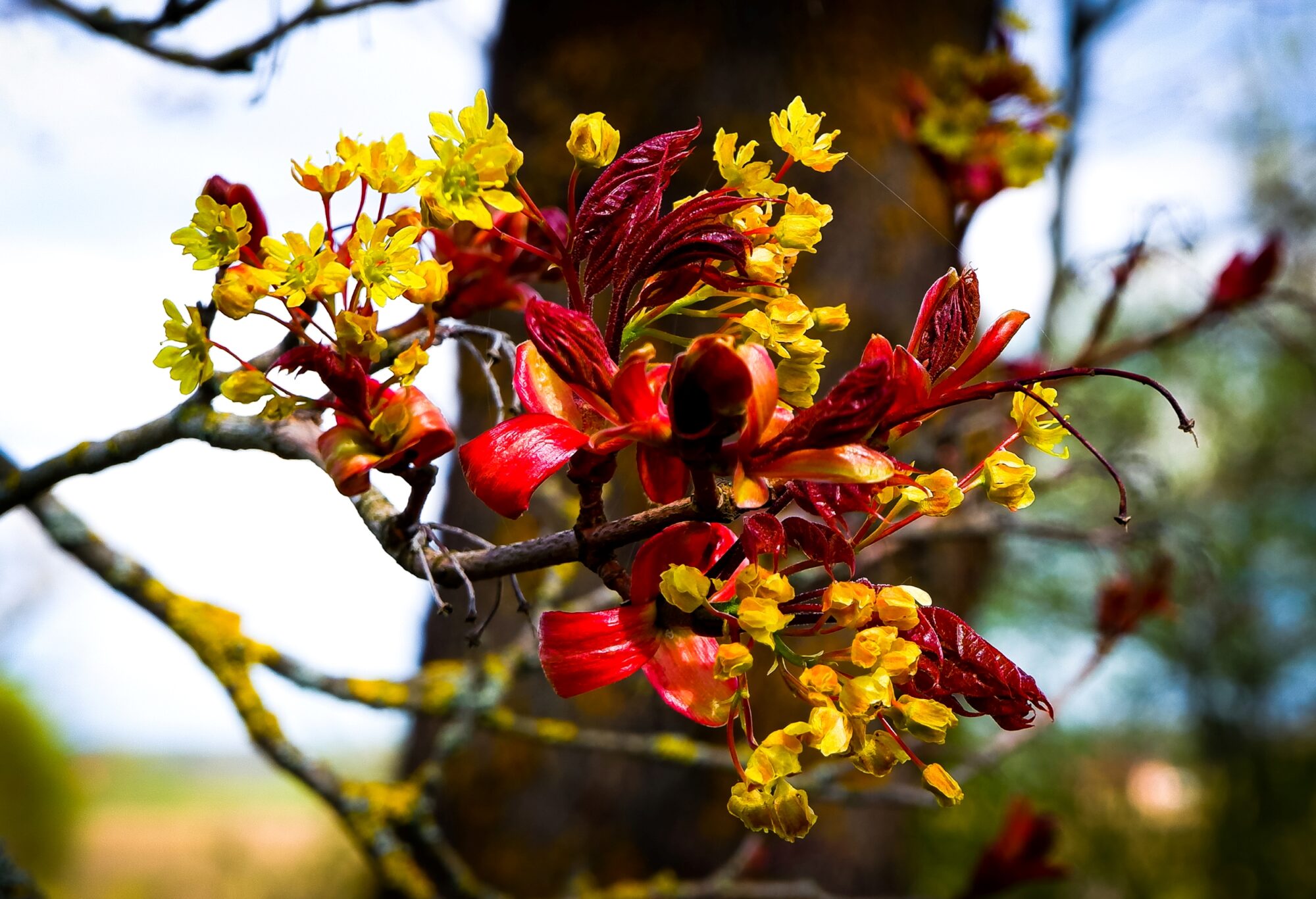 Maple flower