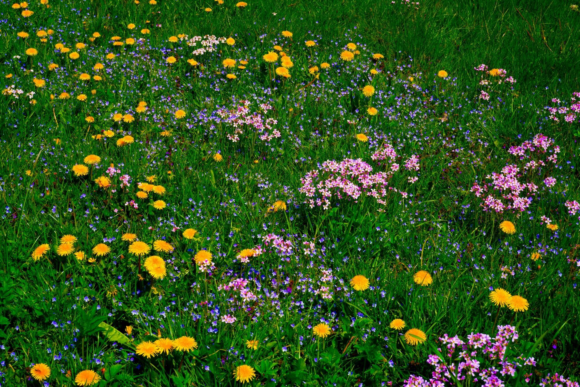 Flower meadow