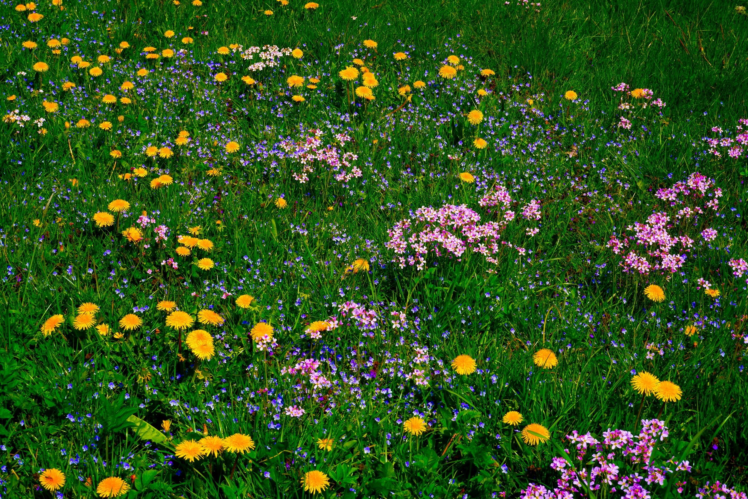 Summer flowers