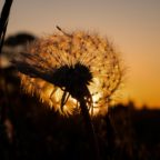 Sunset in dandelion