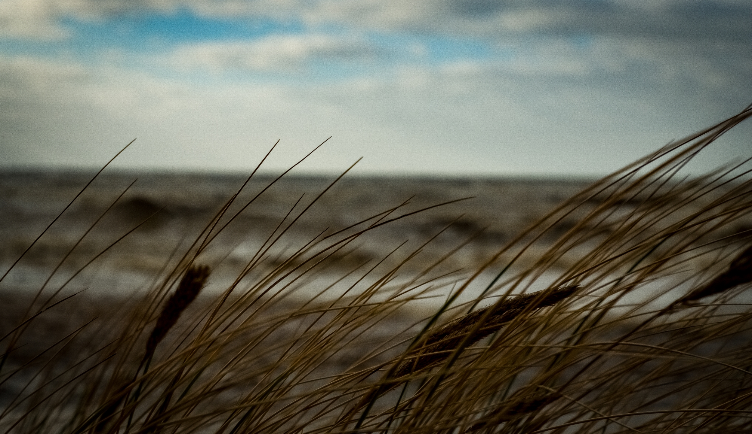 Through the grass