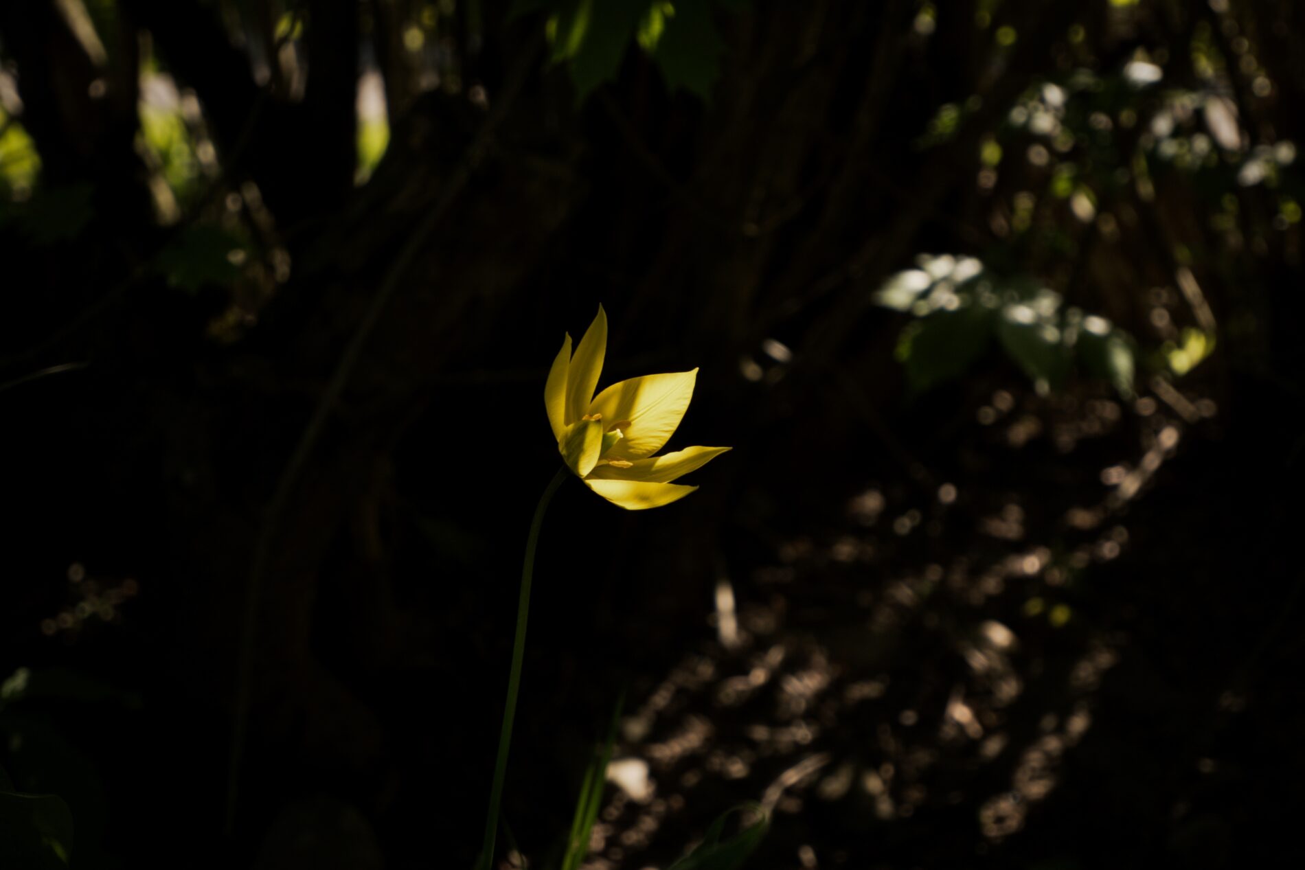 Wild Tulip