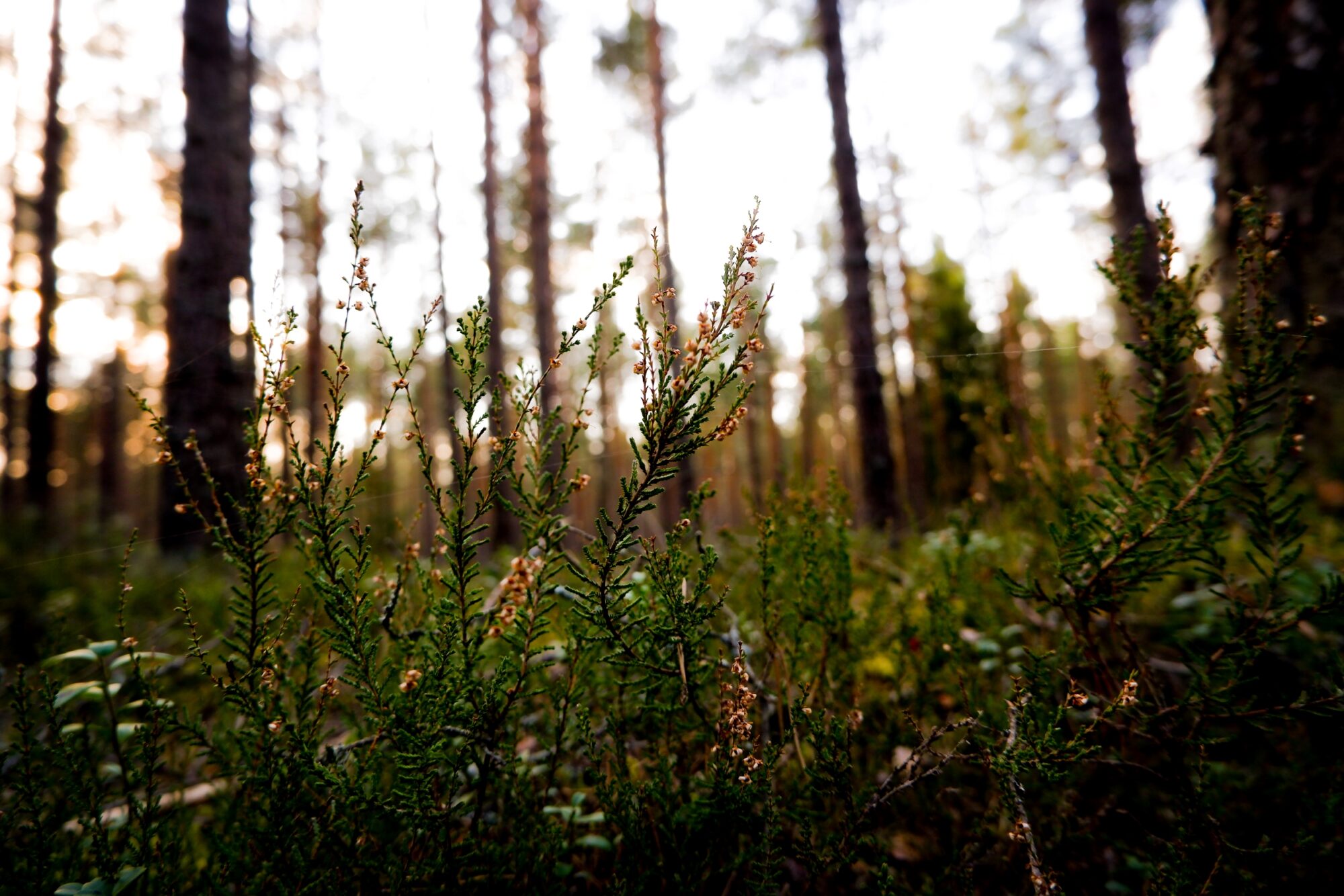 In the woods