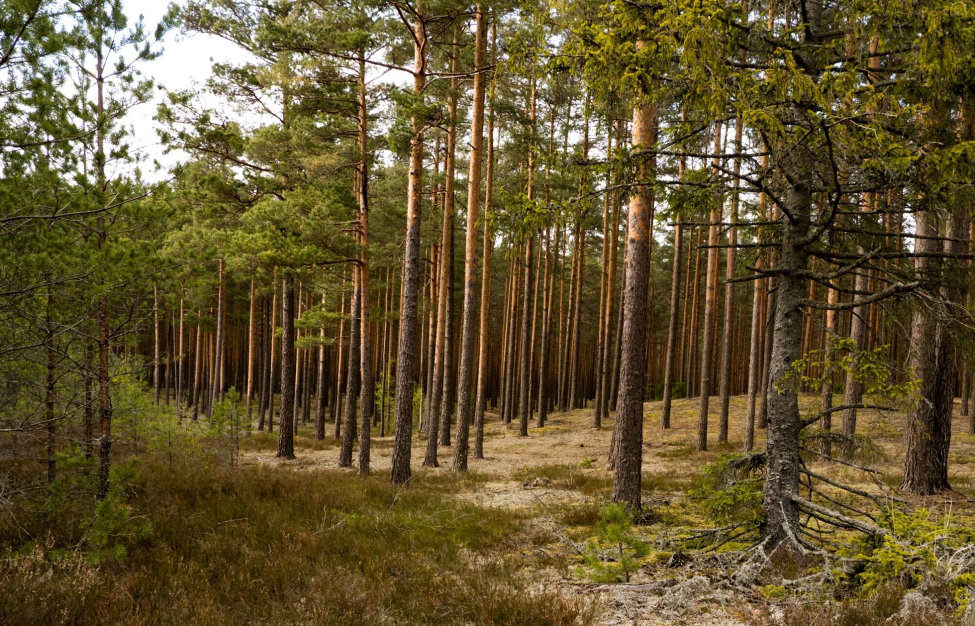 In the forest