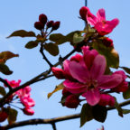 Apple tree blossom