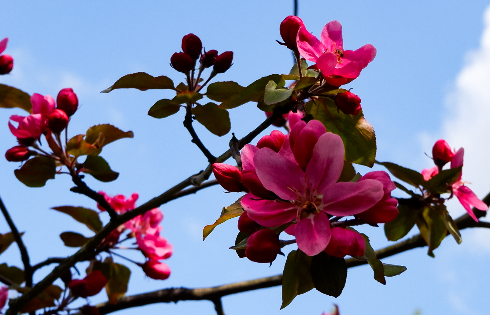 Apple tree blossom