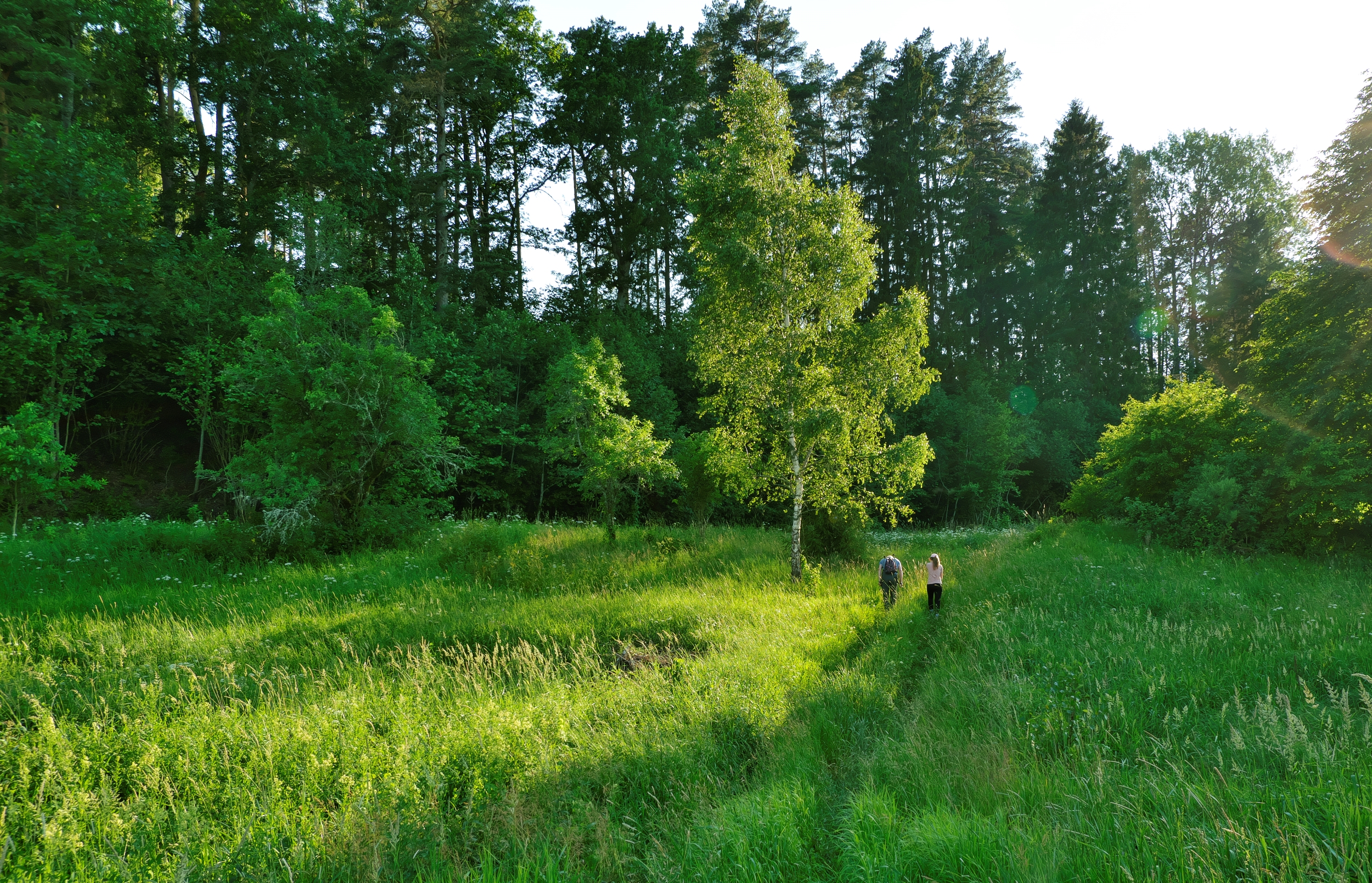 By the forest