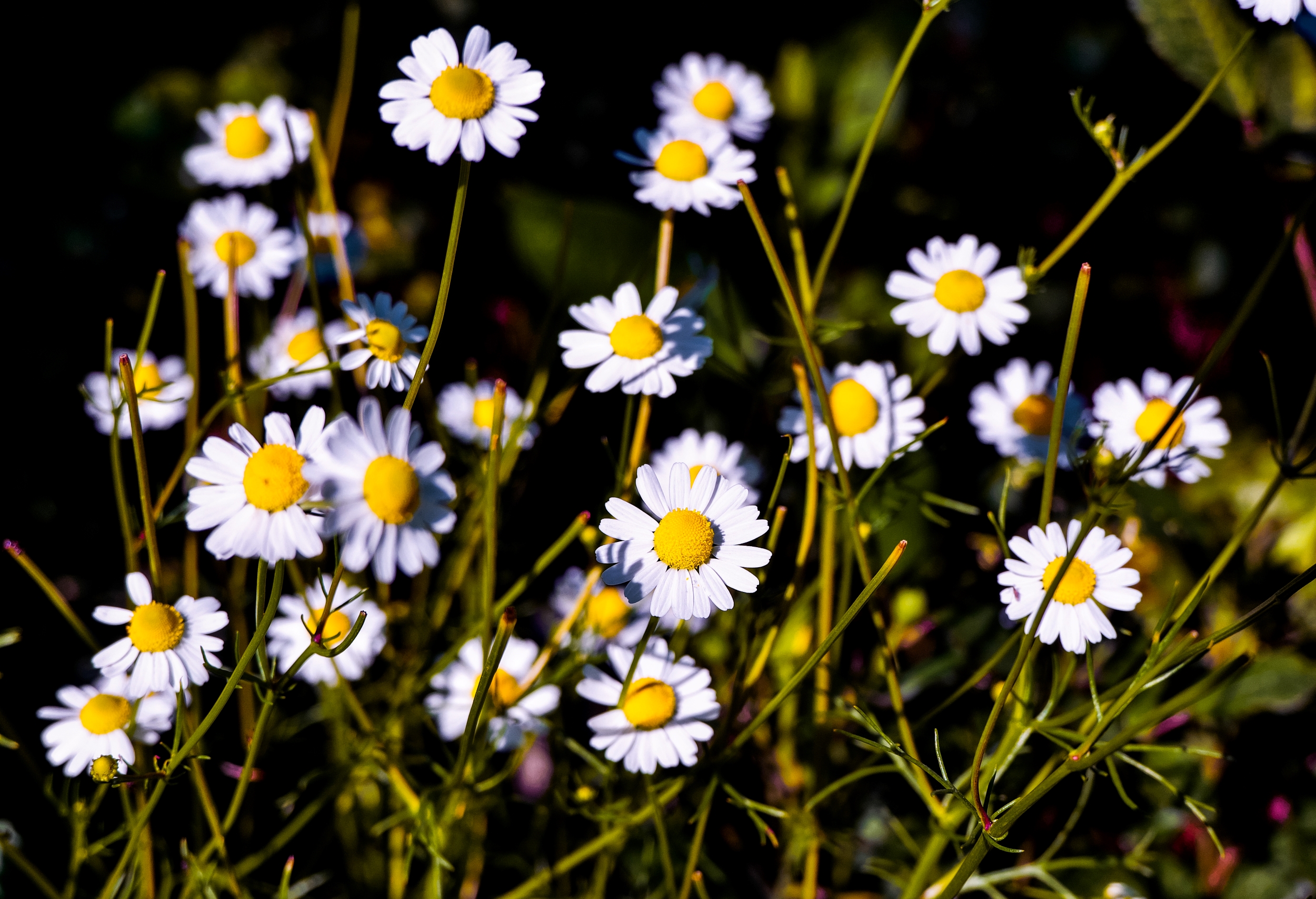 Camomile 