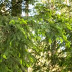 Christmas tree decorations in nature