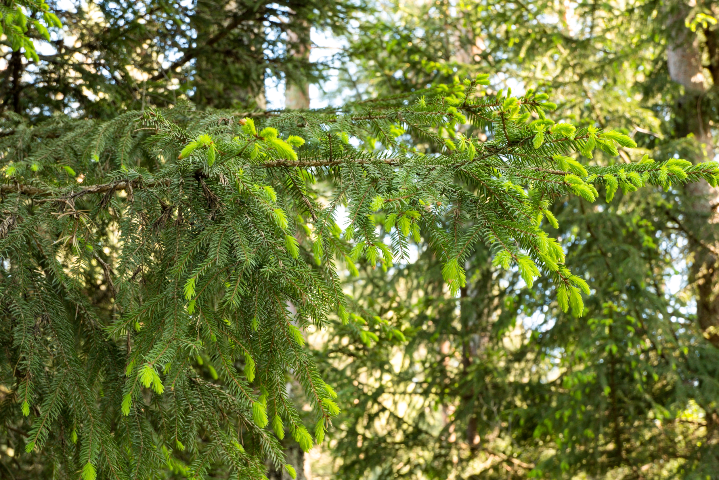 Christmas tree decorations in nature