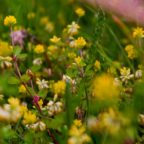 In the meadow