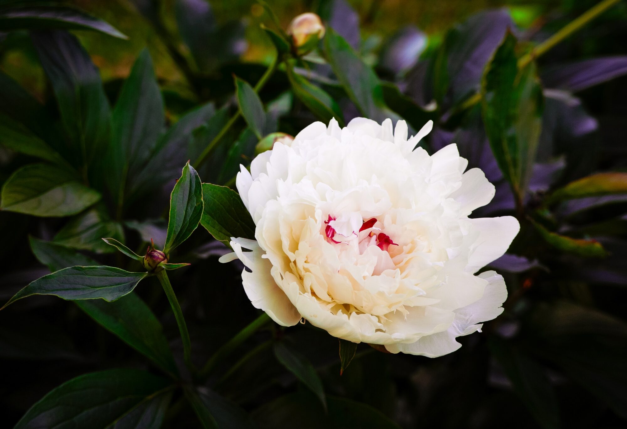 Peony post thumbnail image