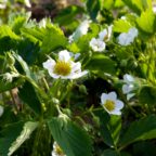 Strawberry flowers