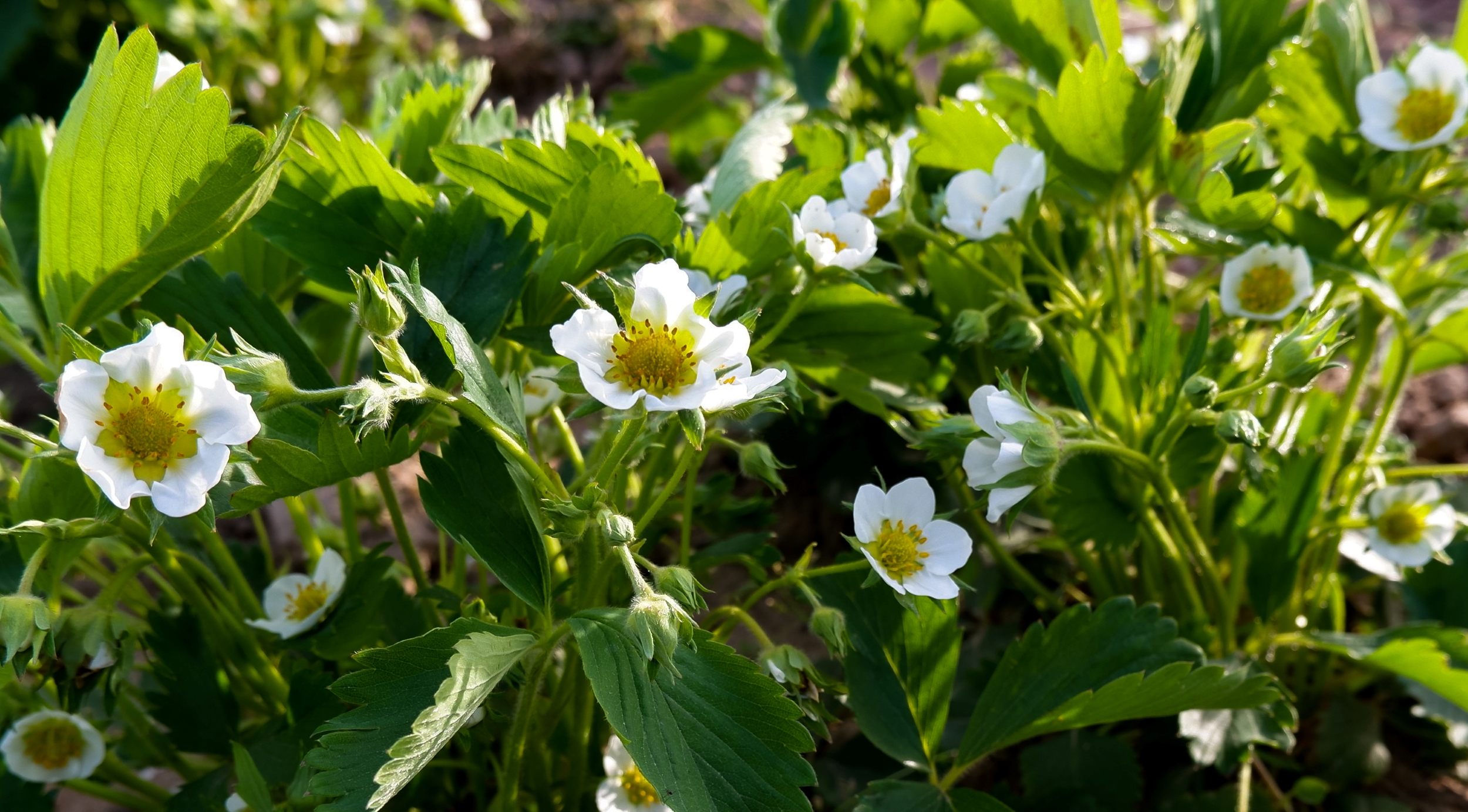 Strawberry flowers