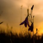 Sunset in the meadow