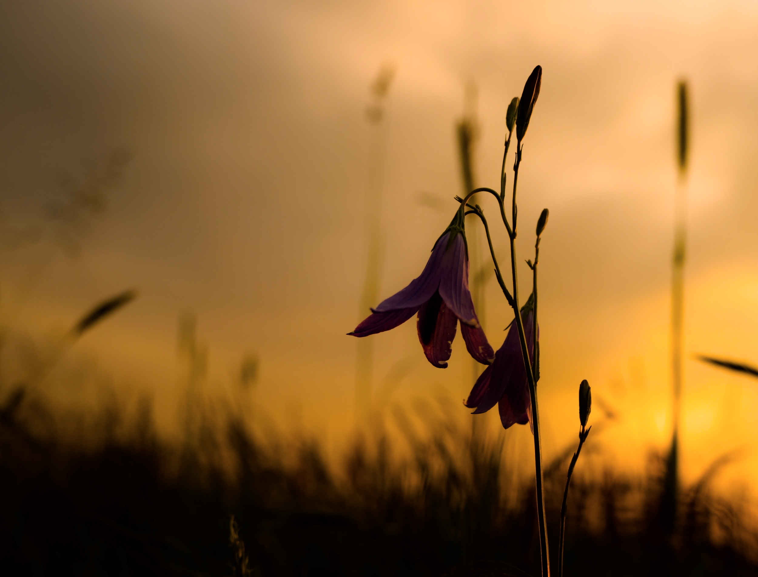 Sunset in the meadow