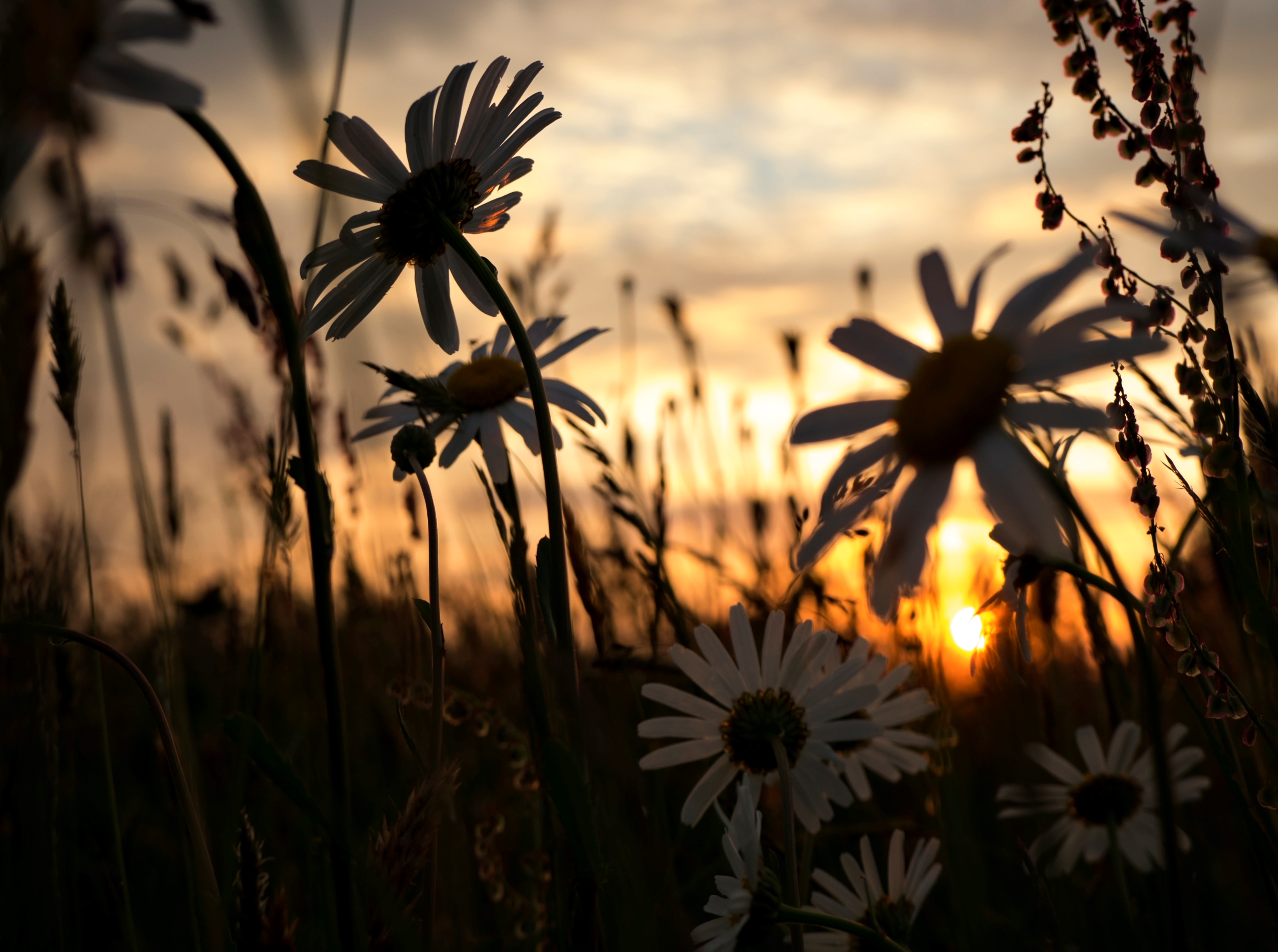 Sunset in the meadow