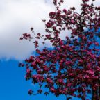 The apple tree blooms