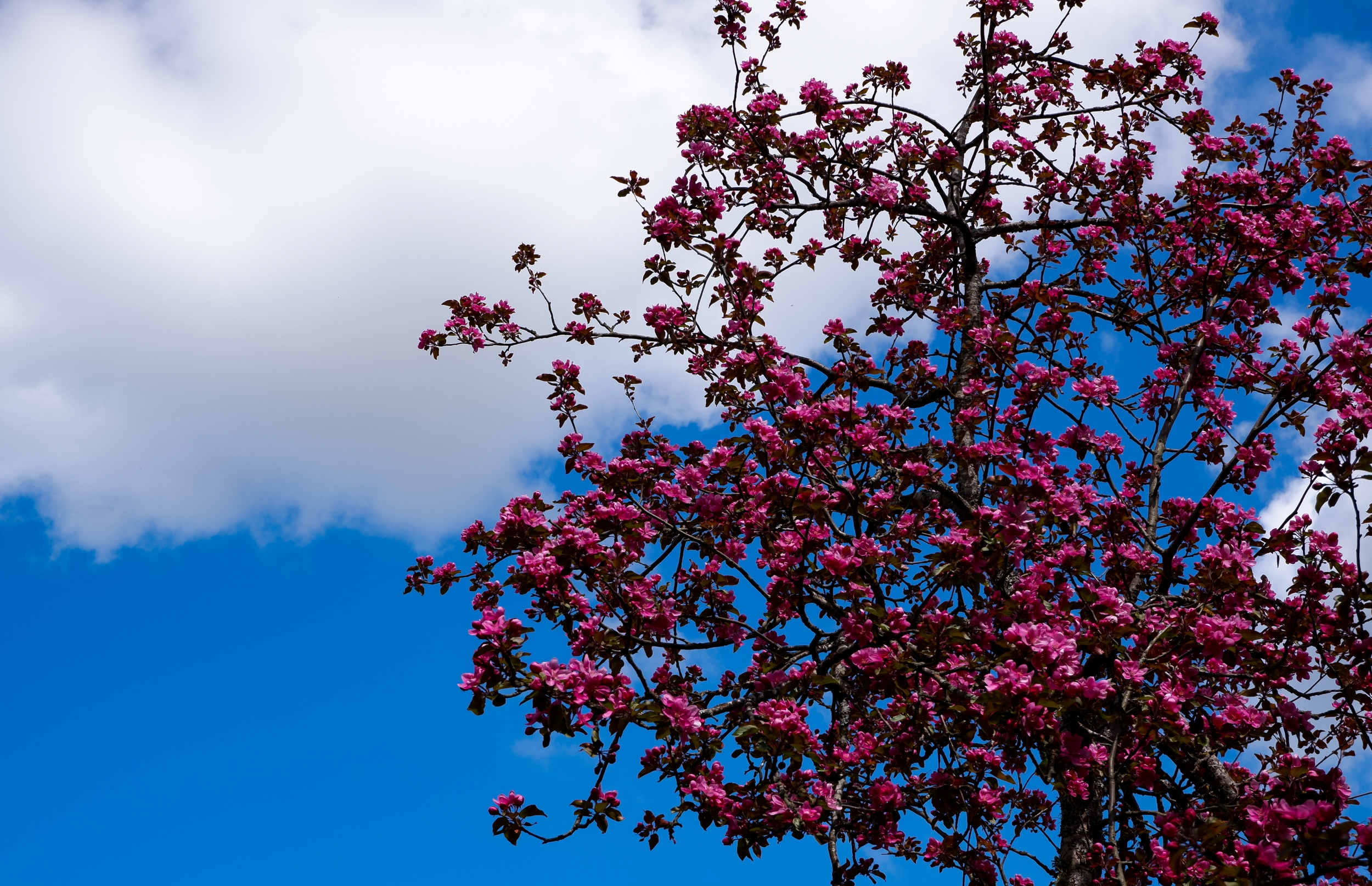 The apple tree blooms