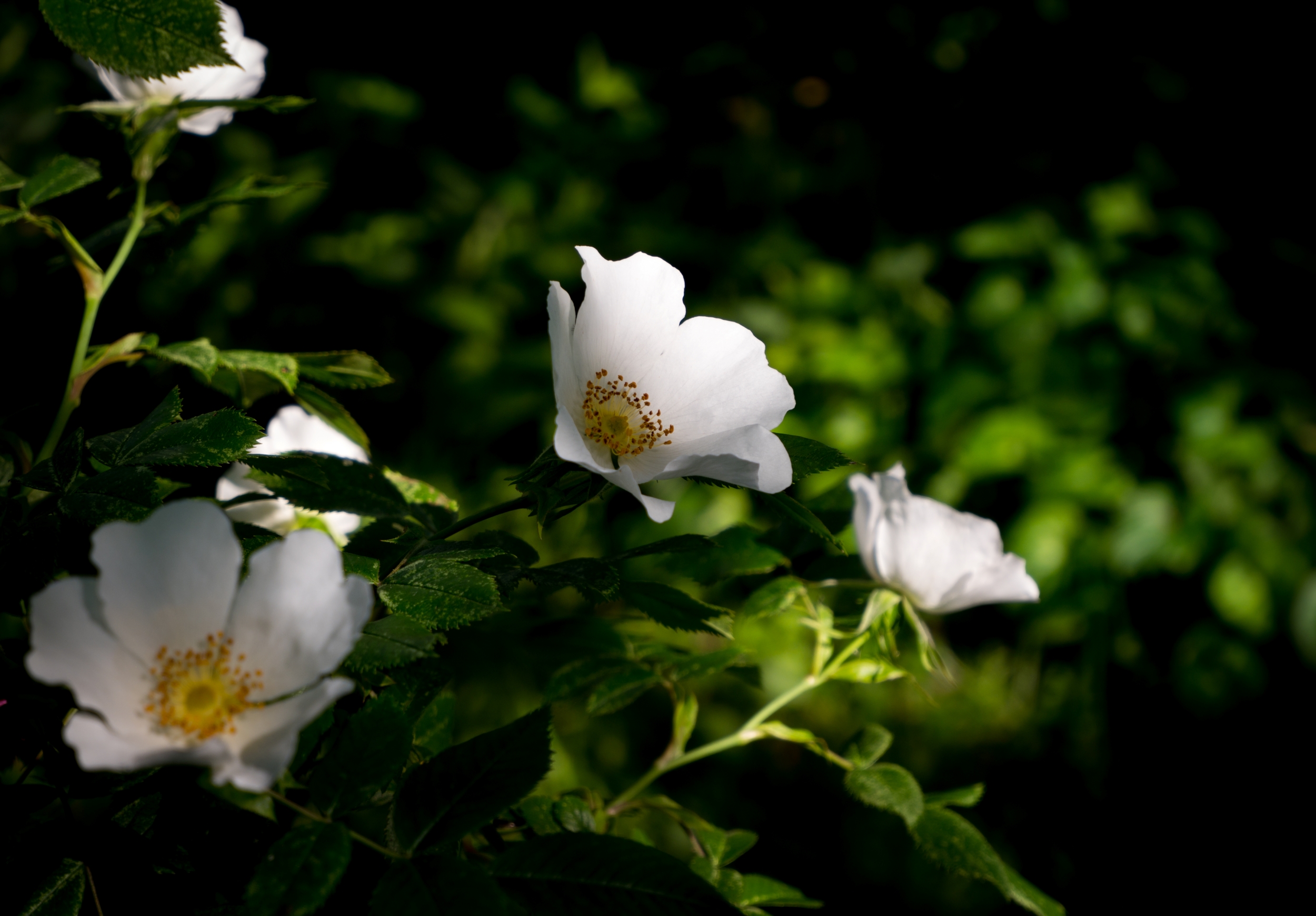 Wild rose