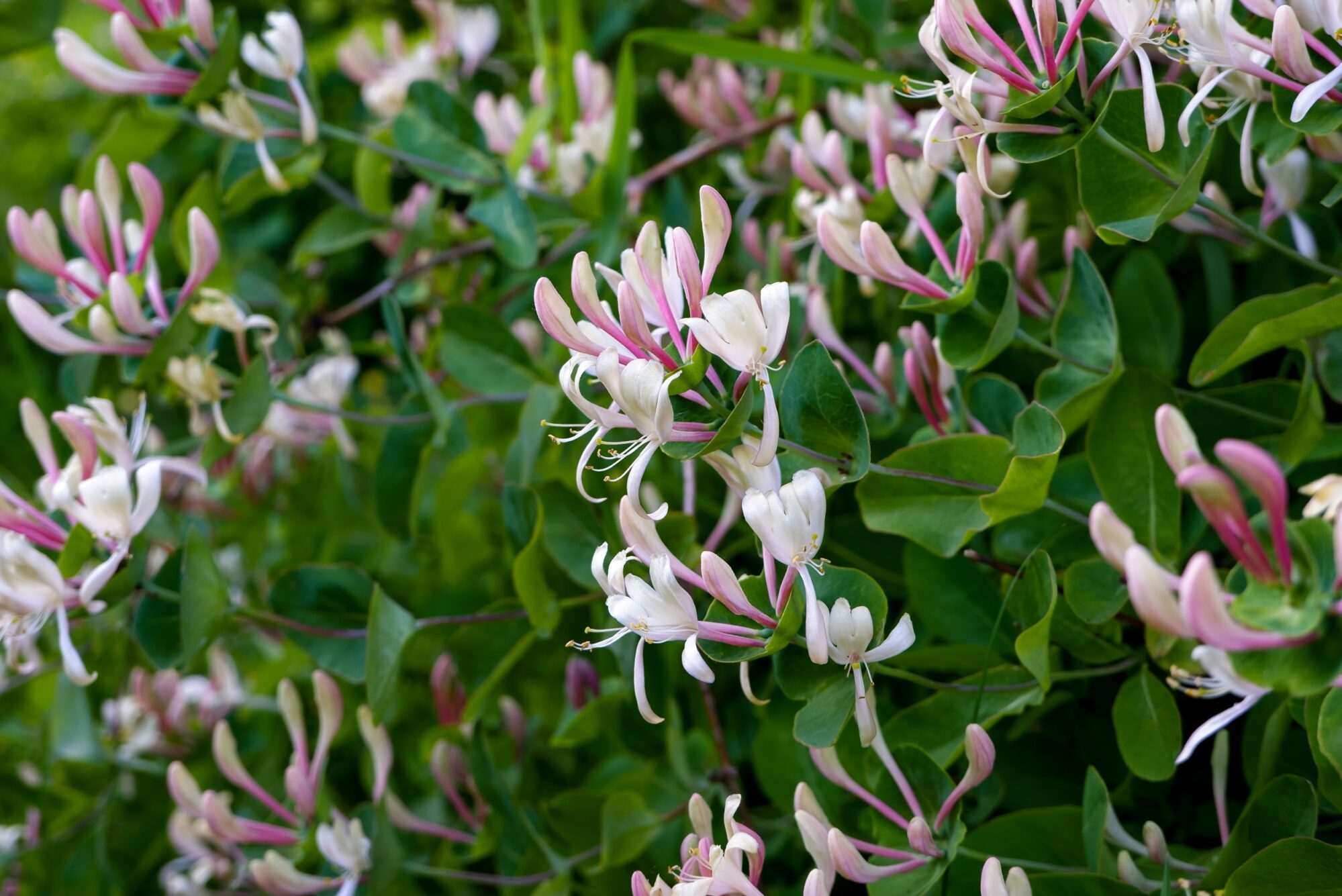 Lonicera Caprifolium post thumbnail image