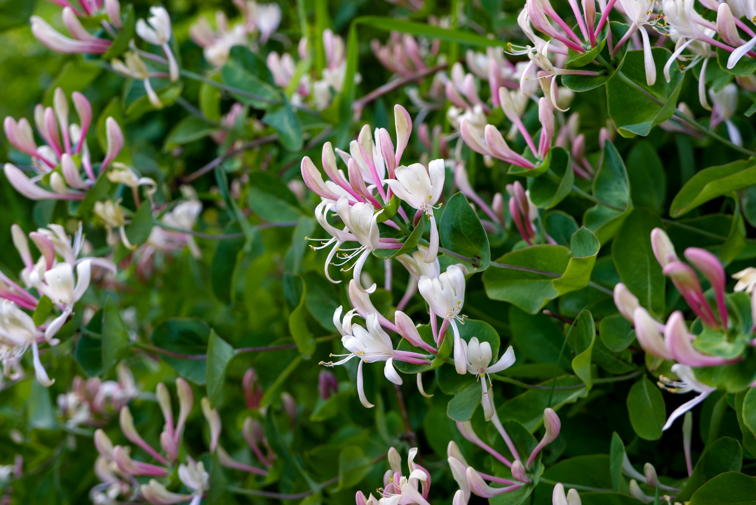 Italian Honeysuckle