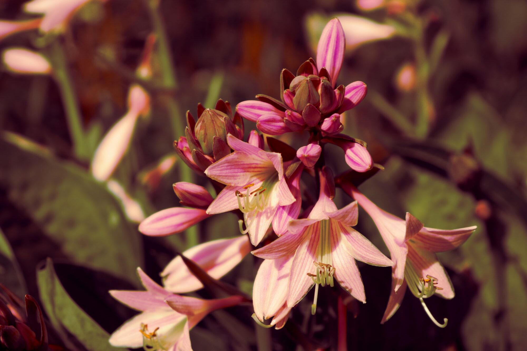 Flowers in nature - pink