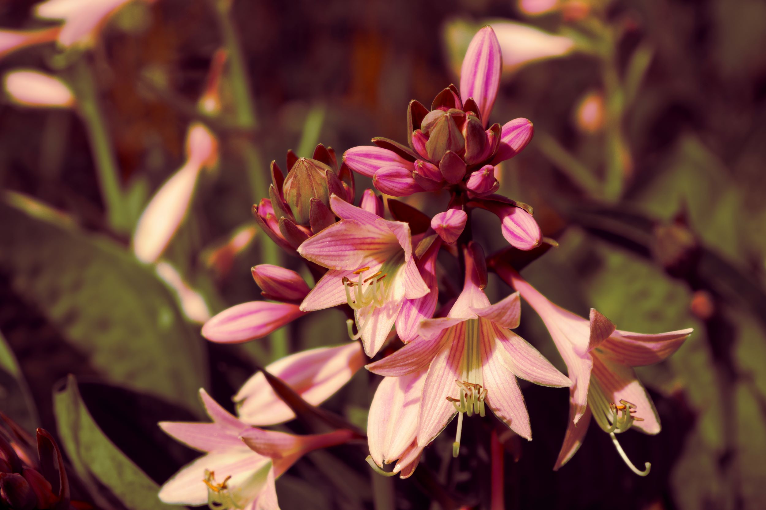 Pink flower