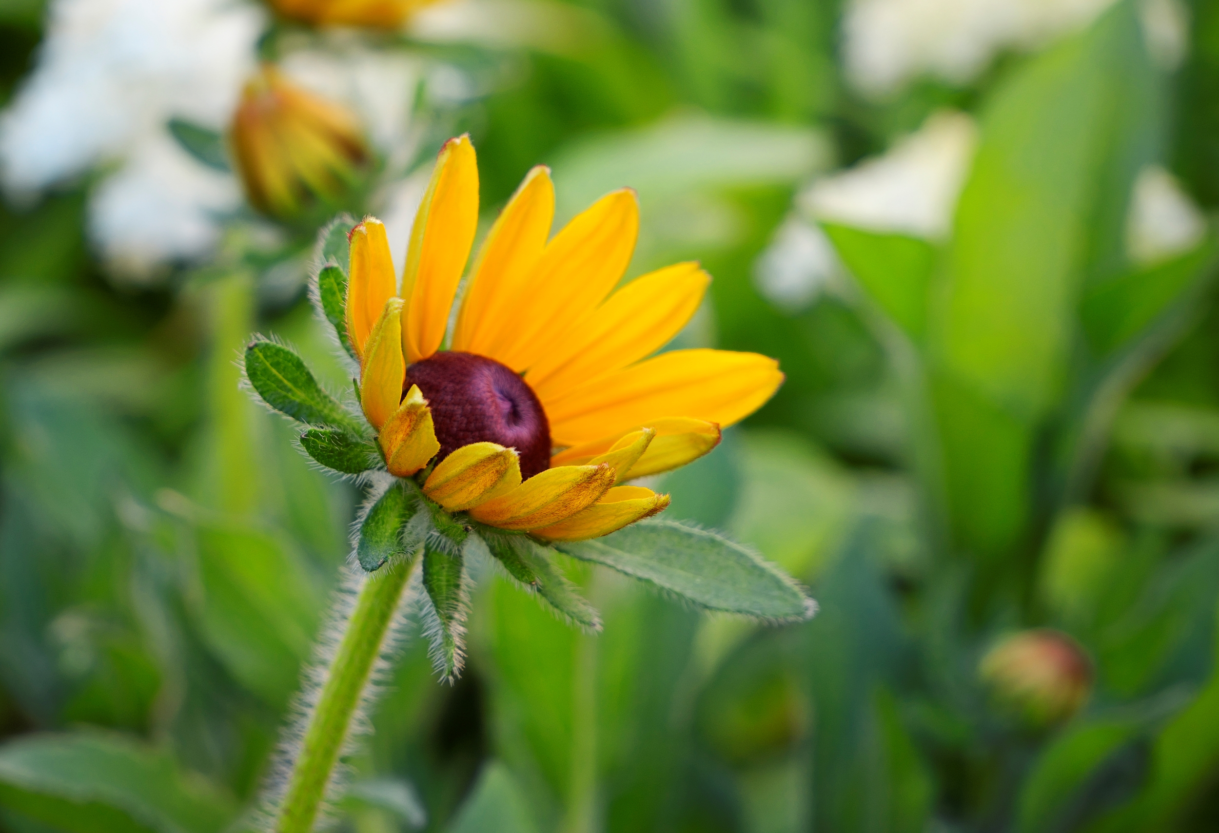 Flowers in nature