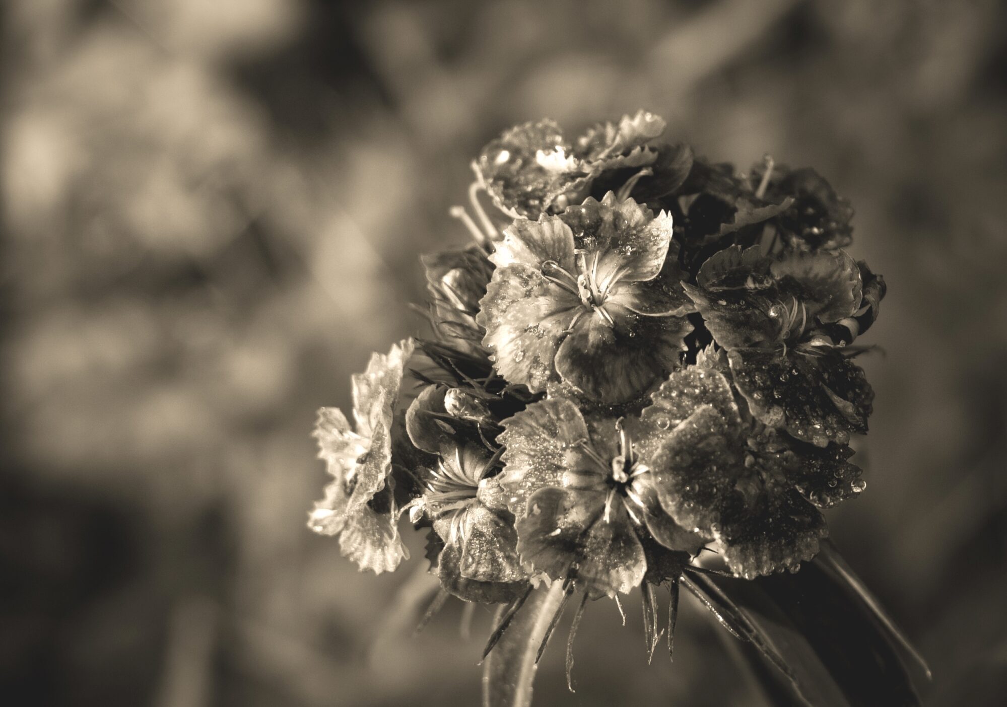 Flower in a dew dress