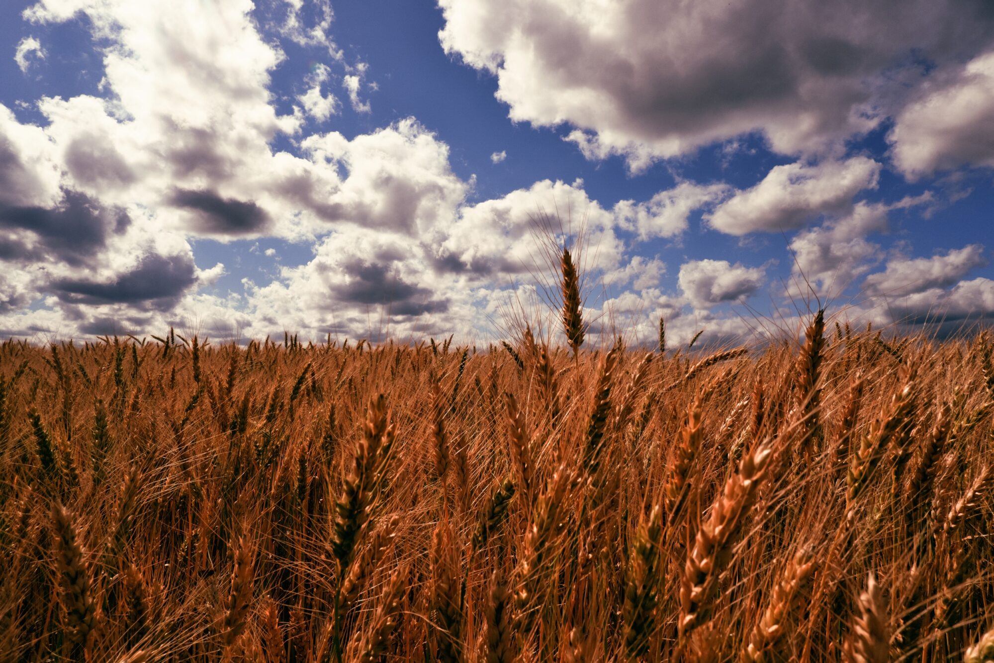 Cereal field