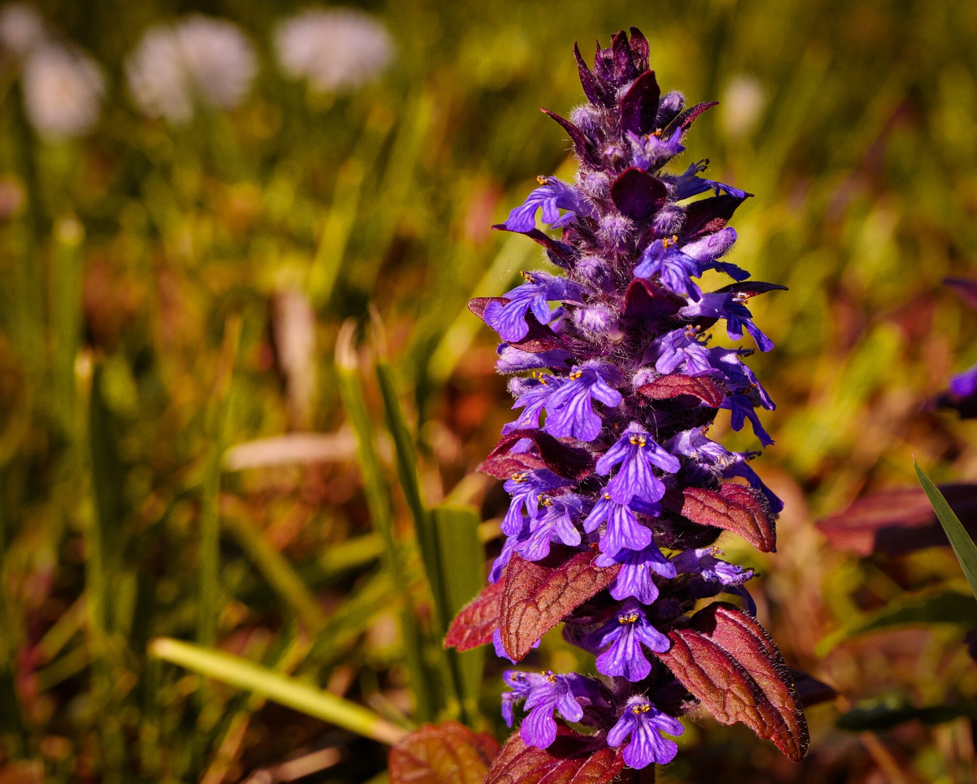 Just violet flower