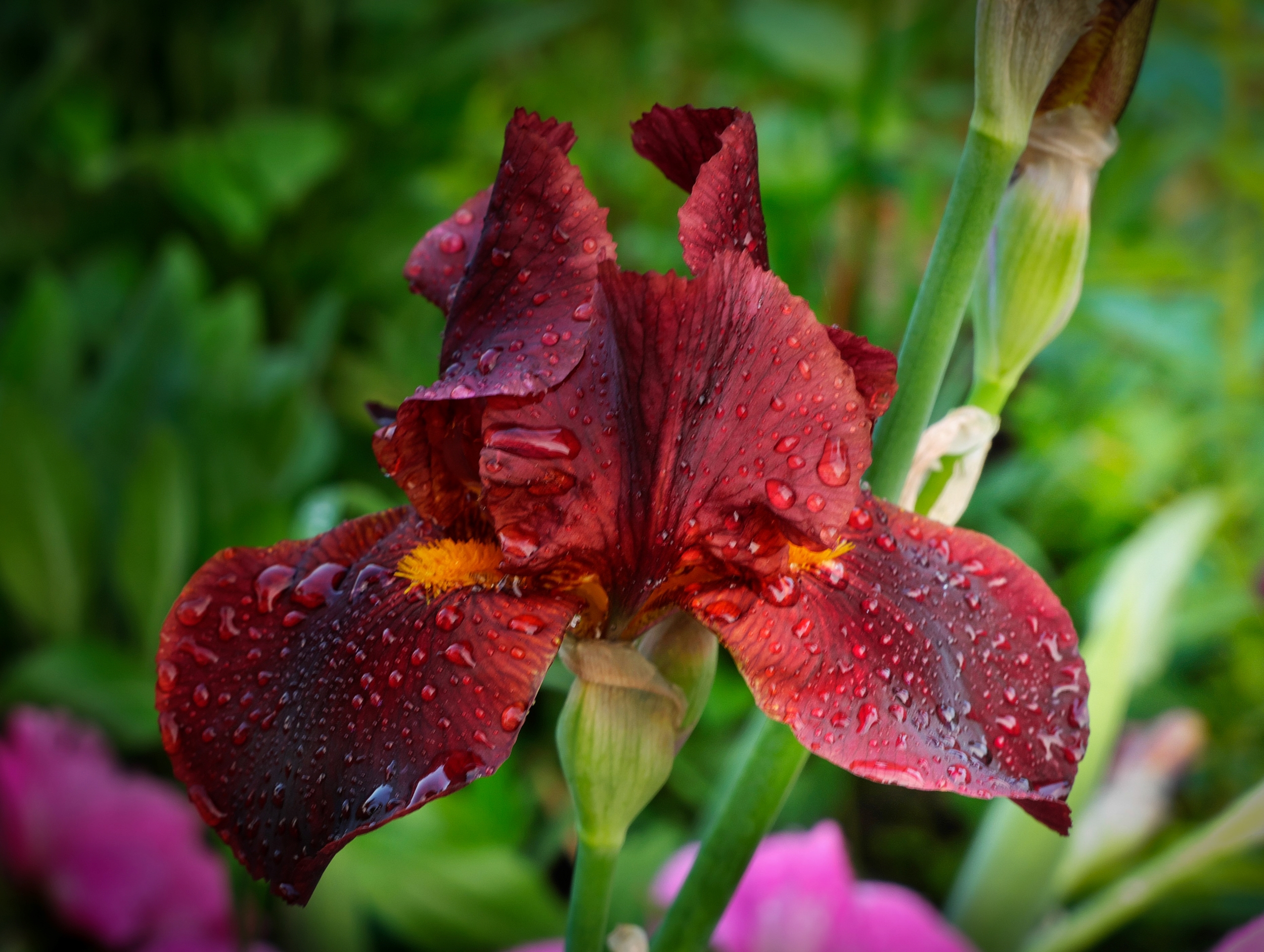 Flowers in rain