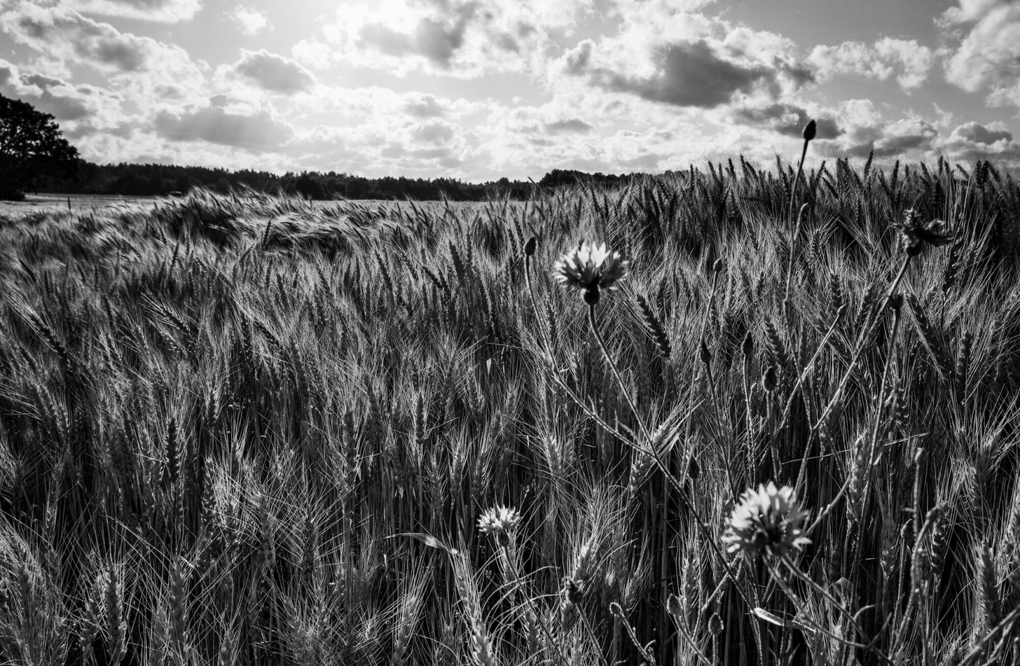 Shadow play in the cereal field